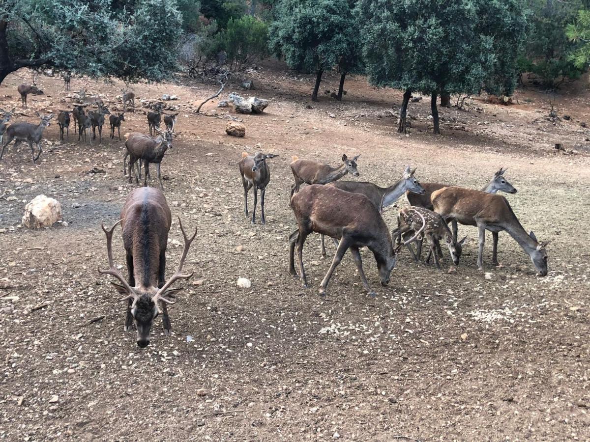 Сasa de vacaciones El Cobijo De Sierra Cazorla Piscina Privada Max 12 Personas